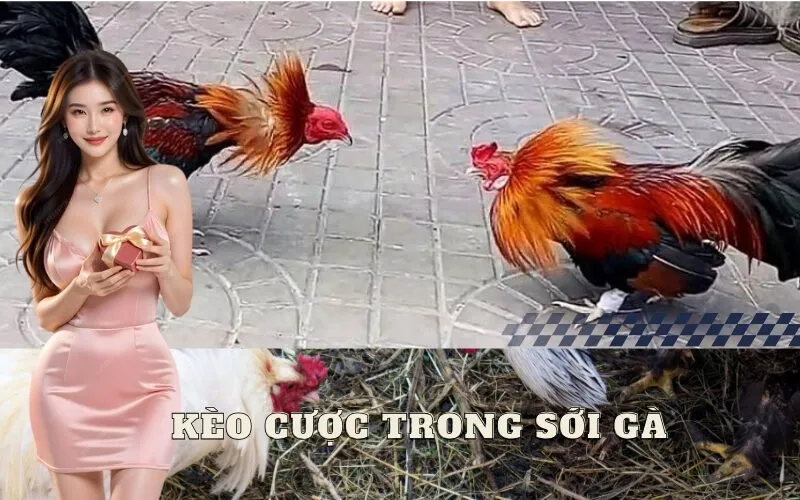 Kèo Cược Trong Sới Gà