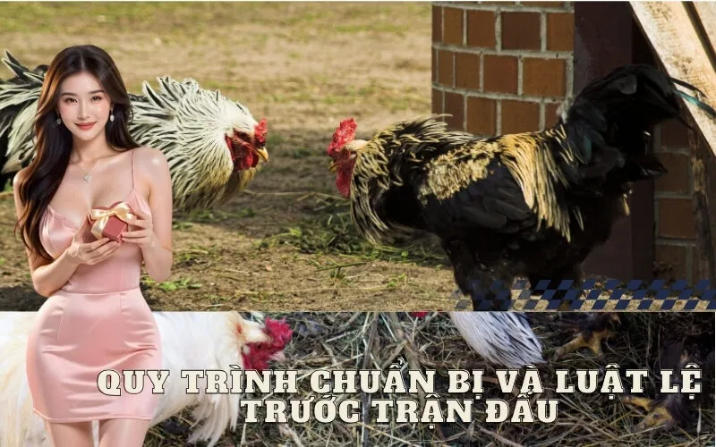 Quy trình chuẩn bị và luật lệ trước trận đấu