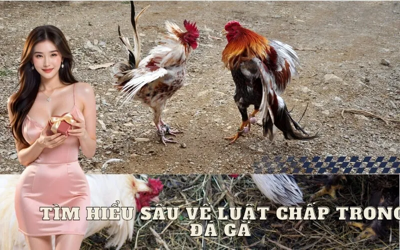 Tìm hiểu sâu về luật chấp trong đá gà